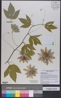 Legend for picture: Specimen of Passiflora incana (Maypops), collected by former PBio Master's student Patrick Lynch.