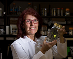 Professor Kathrin Stanger-Hall, Department of Plant Biology, works on signal evolution in fireflies.