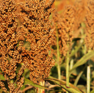 Sorghum plant