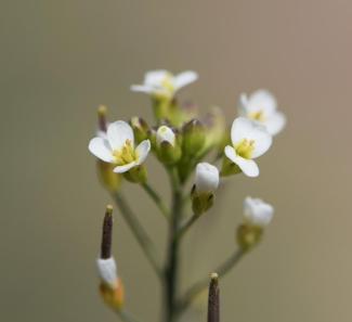 A close up photo of Arabidopsis in flower