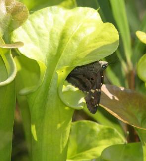 a Sarracenia flava attracting potential prey