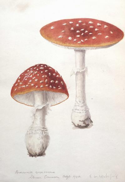 Illustration of Amanita muscarias by Elsie Wakefield