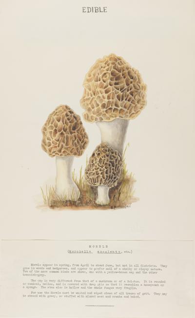 Illustration of Morchella esculenta by Elsie Wakefield