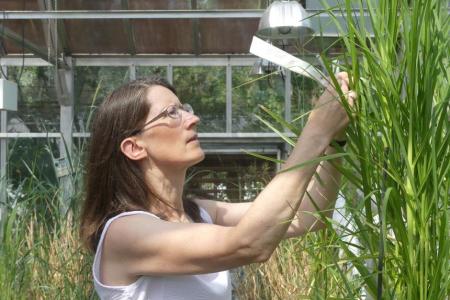 Dr. Devos examines a finger millet plant in a greenhouse