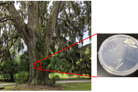 oaktree
