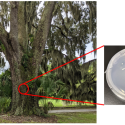 oaktree